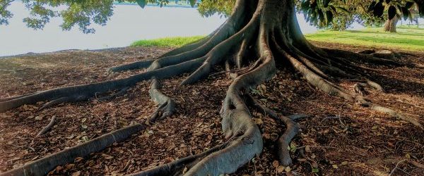 tree485